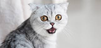 Vrei sa razi mai mult? Top Ul Celor Mai Amuzante Glume Cu Pisici Bancuri È™i Video