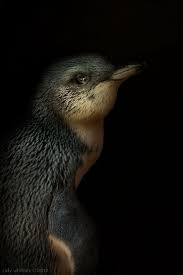 Native Endemic Ii By Cally Whitham Via Behance Animals Beautiful Art Painting Oil Beautiful Birds