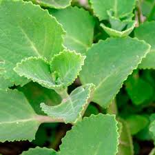 Image result for Tetradenia urticifolia