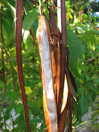 Image result for Tecoma stans