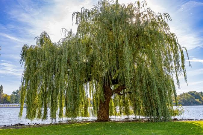 Willow Trees: Types, Growing, & Landscape Uses | Garden Design