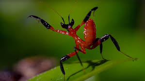 See more of praying mantis kung fu of worcester county on facebook. Are The Kung Fu Skills Of A Newborn Orchid Mantis A Match For A Jumping Spider Aeon Videos