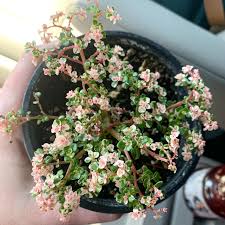 Image result for Pilea microphylla