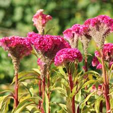 Image result for Celosia nervosa