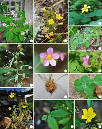 Image result for Oxalis barrelieri