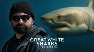 Get A Free Gulf Great Whites Decal!