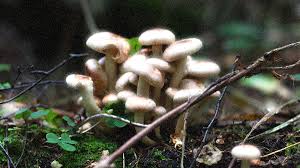 Maybe you would like to learn more about one of these? Be Aware Of Poisonous Mushrooms Youth Gov Hk