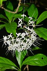 Image result for Pavetta sp. F