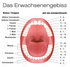 teeth names and permanent teeth eruption chart with accurate