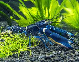 Ternak lobster air tawar adalah sebuah peluang bisnis yang sangat menggiurkan. Jenis Lobster Air Tawar Terbesar 10 Jenis Lobster Air Tawar Yang Perlu Dikenali Arenahewan Com Jevt Online