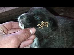 Image result for cuterebriasis in dogs