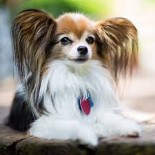 You'll see animal and pet videos including cat, dog, rabbit, cow, horse, and some others. 12 Of The Most Adorable Small Dog Breeds Daily Paws
