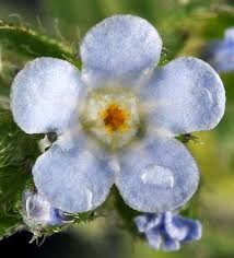 Image result for Blumea squarrosa