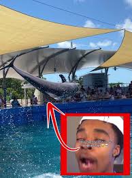 Waiting for The Flight Attendant Dolphin