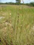 Image result for Scleria lateritica