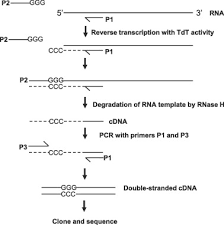 Paud jateng september 30, 2015 contoh rkh rpph paud. Analysis Of Post Transcriptional Rna Metabolism In Prokaryotes Sciencedirect