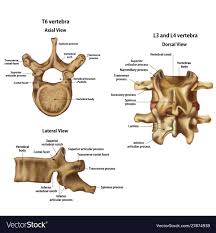 How many bones are in the hand? Backbone Names With Pictures Music Used