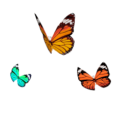 Butterfly icon, watercolor butterfly, blue and purple butterflies illustration, watercolor painting, blue png. Butterfly Gifs Get The Best Gif On Giphy