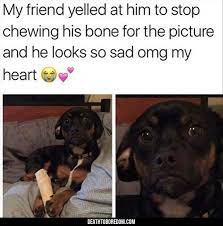 Stop Puppy Biting Fast Aggressive Puppy Biting Puppy Training Biting The Steps You Need To Take Funny Animal Memes Happy Animals Funny Animal Pictures