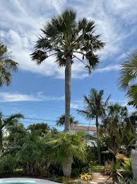 Image result for Borassus aethiopum