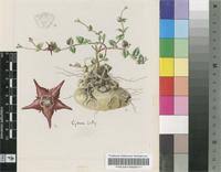 Image result for Brachychloa schiemanniana