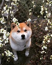3 おしゃれまとめの人気アイデア pinterest katy mckeeman かわいいペット 可愛い犬 柴犬