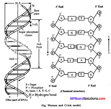 Pin On Mp Board Class 12th Biology Solutions