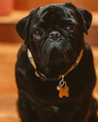 Carol Suarez (@carol.suarez_) • Instagram photos and videos