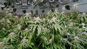 Sunset Island Group Inc Otcmkts Sigo Expanding Production