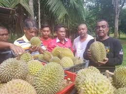 Maybe you would like to learn more about one of these? Rm2 4 Juta Untuk Pekebun Durian Di Terengganu
