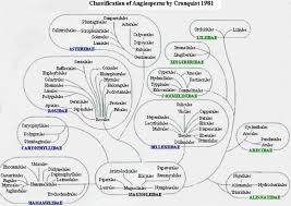 Cronquist System Of Plant Classification The Edible Plants