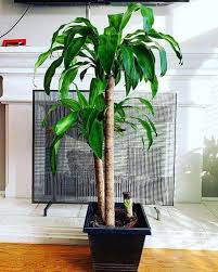 Maybe you would like to learn more about one of these? 30 Best Indoor Trees And How To Care For Them Yhmag