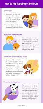 Yelling at or physically punishing your puppy, as strange as. Safe And Humane Ways To Teach Your Puppy How To Stop Biting