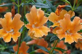 Image result for Mimulus