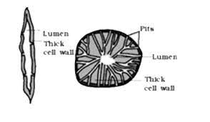 We did not find results for: Given Type Of Plant Cells Are Found In All Of The Following E