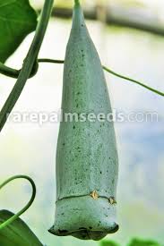 Image result for Gerrardanthus lobatus