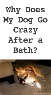Ask A Dog Trainer Why Does My Dog Go Crazy After A Bath Dogs Dog Care Dog Trainer