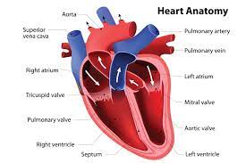 A heart murmur makes a whooshing or swishing sound. Heart Murmurs In Dogs Elwood Vet