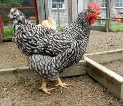 Image result for comet hen