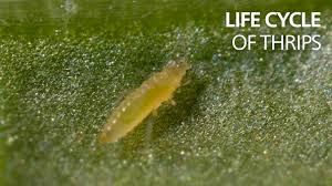 Image result for Onion Thrips