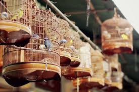 The Hong Kong Bird Market Was Probably My Favourite Thing About My Trip And Since My Hotel Was Located Not Too Far Away I Went Back At Least Twice It Was Wo