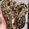 De caulker cay boa is een boa variant die niet veel voorkomt in europese collecties. 1