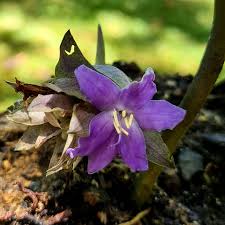 Image result for Cyanastrum