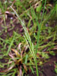 Image result for Hubbardochloa gracilis