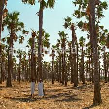 Image result for Borassus aethiopum