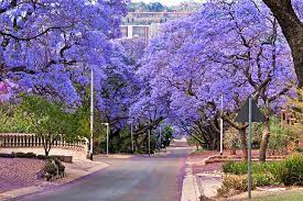 14 Top Rated Tourist Attractions In Johannesburg Planetware Beautiful Tree Beautiful Places To Visit Jacaranda Tree