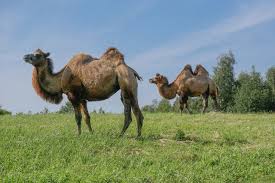 It is closely related to the bactrian camel (camelus bactrianus). Camel Wild Bactrian Camels Free Photo On Pixabay