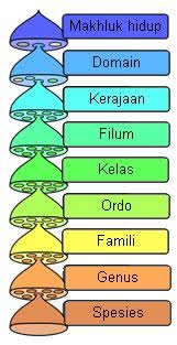 Fungsi dari kearifan lokal, yaitu Spesies Wikipedia Bahasa Indonesia Ensiklopedia Bebas