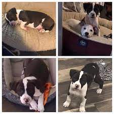 All of the nybc rescue dogs for adoption are shown below. Jack Is A 15 Week Old Pitbull Puppy Almost Home Animal Rescue Adoption Facebook