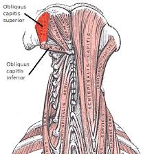 The trapezius is a large surface muscle that spans from the base of the skull down the spine to the mid back, as well as out to the suboccipital muscles are 4 pairs of small muscles that connect the top of the cervical spine with the. Obliquus Capitis Muscles Inferior Superior Study Com
